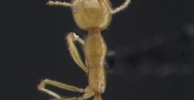 Una nueva hormiga algo 'marciana'