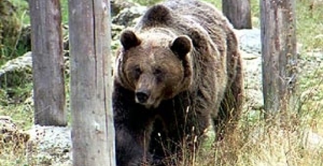 Un oso pardo ataca a un cazador en Lleida