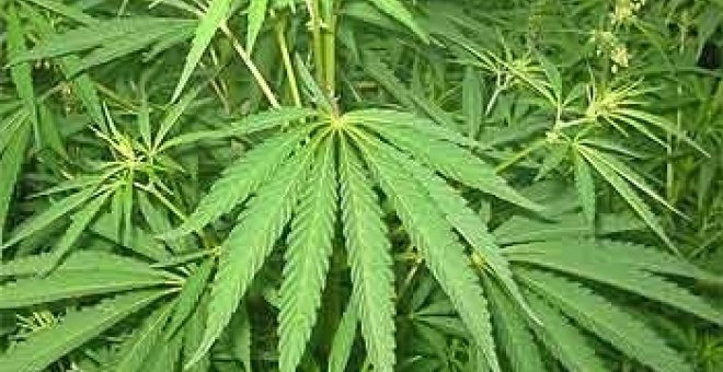 Más de cien expositores se darán cita en Expocannabis
