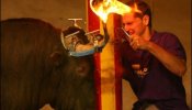 Admitida en Catalunya una iniciativa popular para prohibir las corridas de toros
