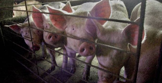 La UE coordina las medidas con los países que importaron carne de cerdo de Irlanda