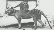 El tigre de Tasmania seguirá al mamut en el club del genoma