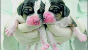 Clonan dos perros con células madre adultas