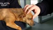 La Policía Nacional detiene en Alicante a un hombre por maltratar a su perro de pocos meses