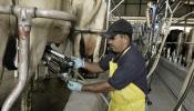 La CNMC multa con 88,2 millones a varias empresas lácteas por repartirse el mercado y pactar los precios