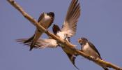 El nido de una pareja de golondrinas, en directo desde la UAM