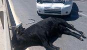 Un toro escapa de la plaza de Talavera y cornea a varios peatones