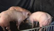 Consiguen cerdos con 'superjamones' editando un solo gen