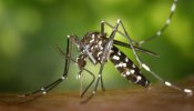 Sanidad vigila el virus del chikunguña tras el primer caso de contagio en España