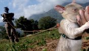 Ratas gigantes para detectar campos de minas en Camboya