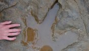 Descubren unas raras huellas de dinosaurio en Alemania