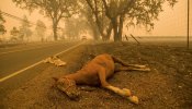 California, arrasada por las llamas