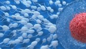 Una proteína del esperma, clave para el éxito del anticonceptivo masculino