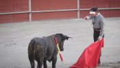 Maltrato a becerros en una escuela de tauromaquia de Madrid