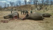 Los cazadores furtivos envenenan con cianuro a 22 elefantes en Zimbabue para obtener su marfil