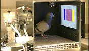 Las palomas distinguen a simple vista entre tumores benignos y malignos