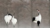 Pájaros: los mensajeros del cambio climático