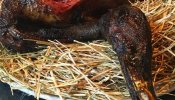 Critican al cocinero David Muñoz por publicar una foto de un pato salvaje asado a las brasas