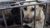 Igualdad Animal recoge medio millón de firmas contra el comercio de carne y piel de perros y gatos en China
