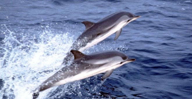 Canadá prohibirá el cautiverio de mamíferos marinos como delfines, ballenas o marsopas