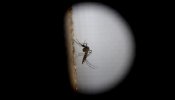 Usar repelentes para evitar picaduras del mosquito que transmite el zika