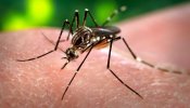 Sanidad investiga ocho posibles casos importados de virus Zika en España
