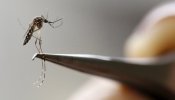 La OMS preocupada por la posible transmisión sexual del Zika