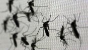 El Centro Nacional de Microbiología estudia 68 posibles casos de infectados por el Zika en España