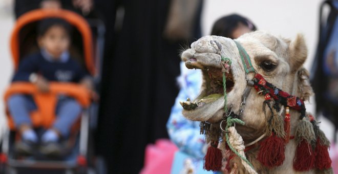 Un camello se desmaya durante el desfile de la Entrada de Moros y Cristianos en Sedaví
