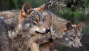 WWF critica el permiso para cazar 143 lobos al año en Castilla y León