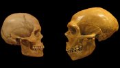 Sapiens y neandertales tuvieron hijos hace 100.000 años