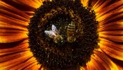 ¿Están los pesticidas detrás de las muertes masivas de abejas?