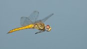 La libélula ‘trotamundos’, el animal que vuela las distancias más largas