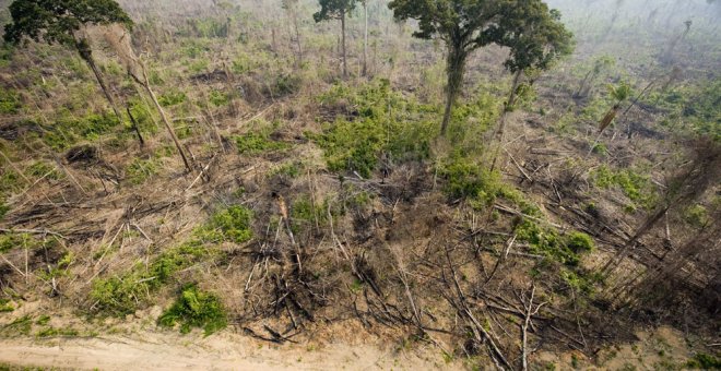 'Grand Theft Chaco': el negocio de BMW y Jaguar Land Rover con la tala ilegal de árboles en Paraguay