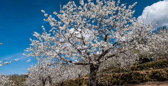 Tras la ola de frío, una bolsa de aire caliente dejará temperaturas primaverales en prácticamente todo el país