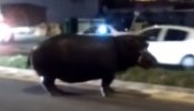 Un hipopótamo se pasea por calles de Palos (Huelva) tras escaparse del circo