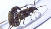 El tira y afloja genético explica la homosexualidad de los escarabajos