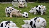 Stoitchkov se ríe del Real Madrid en las redes sociales con una foto de cerdos con el escudo del club