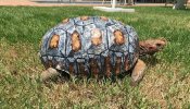 Salvan la vida de una tortuga gracias a una prótesis de caparazón creada con una impresora 3D