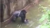 Matan a un gorila de un zoo de EEUU para salvar a un niño de cuatro años