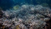 La Gran Barrera pierde hasta un 35% de su coral en algunas zonas