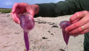 Medio centenar de picaduras de medusa obligan a cerrar una playa de Girona