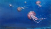 Las medusas, cada vez más cerca de la orilla