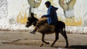 Marruecos condena a una burro a ser subastado por transportar hachís
