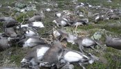 Más de 300 renos mueren en Noruega durante una tormenta eléctrica