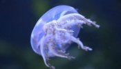 Los expertos aseguran que el número de medusas está disminuyendo en el Mediterráneo