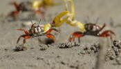 Las hembras de cangrejos violinistas no buscan sexo, sino protección