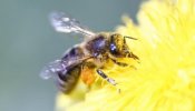 Los rayos X desvelan los secretos de las abejas para hacer miel