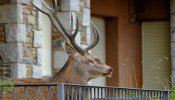 Un ciervo se refugia en un balcón en Llívia huyendo de los cazadores