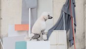 No, tu perro no es el bolso 'chic' de la temporada